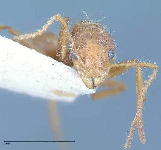 Dolichoderus ferrugineus specimen FOCOL0071 image focol0071_2