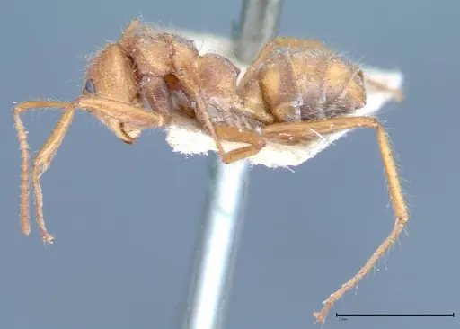 Dolichoderus ferrugineus specimen FOCOL0071 image focol0071_3