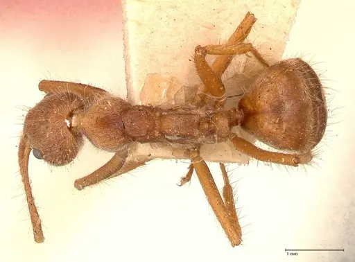 Dolichoderus ferrugineus specimen FOCOL0711 image focol0711_1