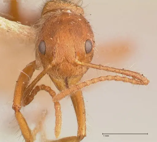 Dolichoderus ferrugineus specimen FOCOL0711 image focol0711_2