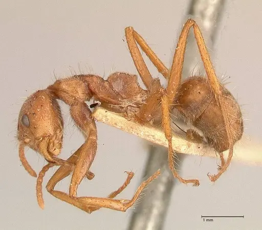 Dolichoderus ferrugineus specimen FOCOL0711 image focol0711_3