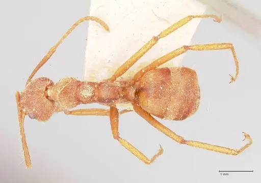 Dolichoderus ferrugineus specimen FOCOL0787 image focol0787_1