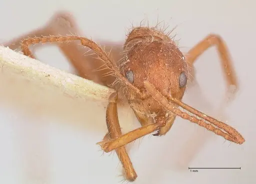 Dolichoderus ferrugineus specimen FOCOL0787 image focol0787_2