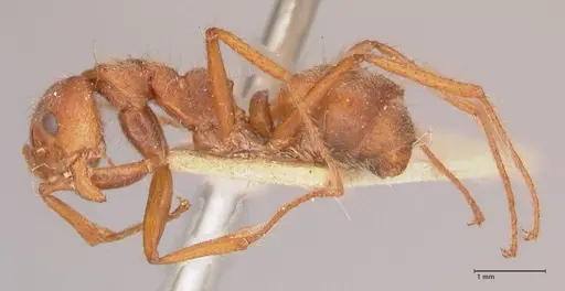 Dolichoderus ferrugineus specimen FOCOL0787 image focol0787_3