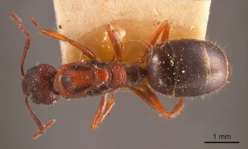 Dolichoderus formosus specimen ANTWEB1008168 image antweb1008168_1