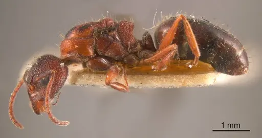 Dolichoderus formosus specimen ANTWEB1008168 image antweb1008168_2