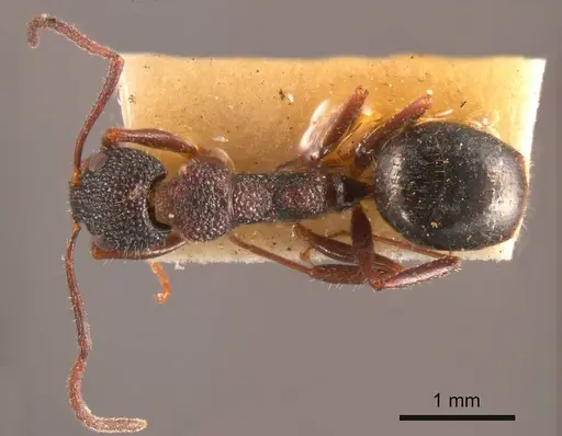 Dolichoderus formosus specimen ANTWEB1008171 image antweb1008171_1
