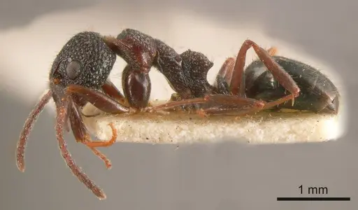 Dolichoderus formosus specimen ANTWEB1008171 image antweb1008171_2