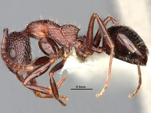 Dolichoderus formosus specimen CASENT0886104 image casent0886104_4