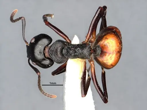 Dolichoderus furcifer specimen SMFHYM0008895 image smfhym0008895_1