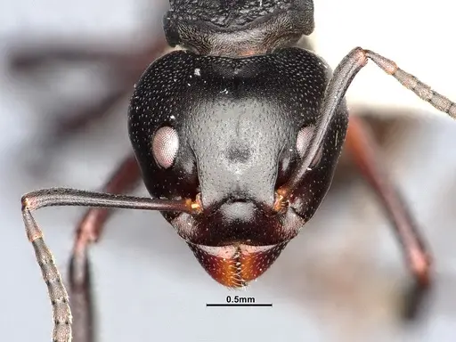 Dolichoderus furcifer specimen SMFHYM0008895 image smfhym0008895_2