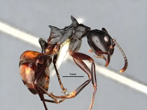 Dolichoderus furcifer specimen SMFHYM0008895 image smfhym0008895_3