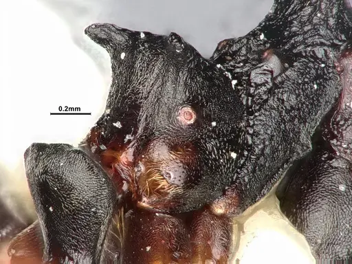 Dolichoderus furcifer specimen SMFHYM0008895 image smfhym0008895_4