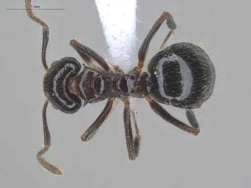 Dolichoderus gagates specimen ECOFOG-IT14-0449-24 image ecofog-it14-0449-24_1
