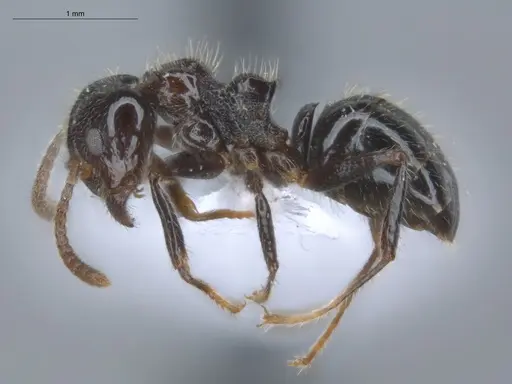 Dolichoderus gagates specimen ECOFOG-IT14-0449-24 image ecofog-it14-0449-24_3
