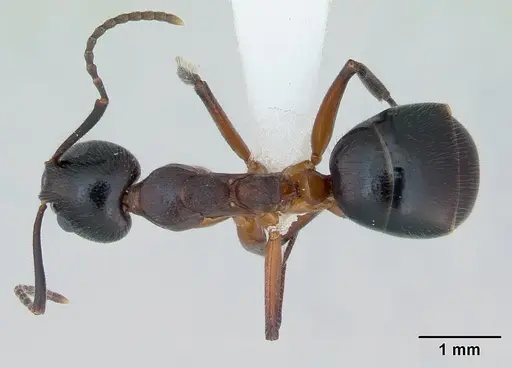 Dolichoderus germaini specimen CASENT0173836 image casent0173836_1