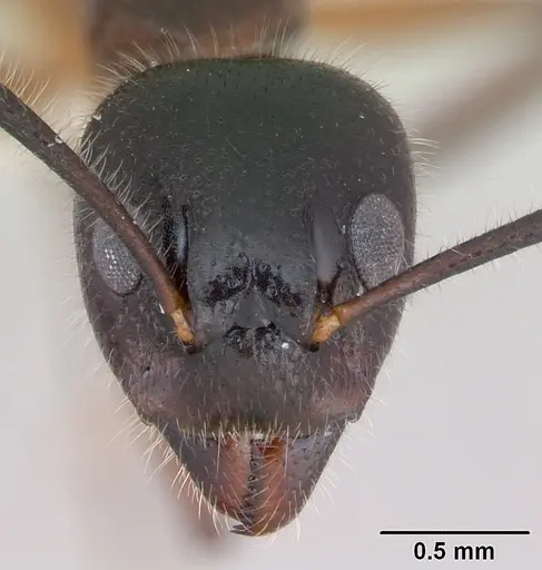 Dolichoderus germaini specimen CASENT0173836 image casent0173836_2