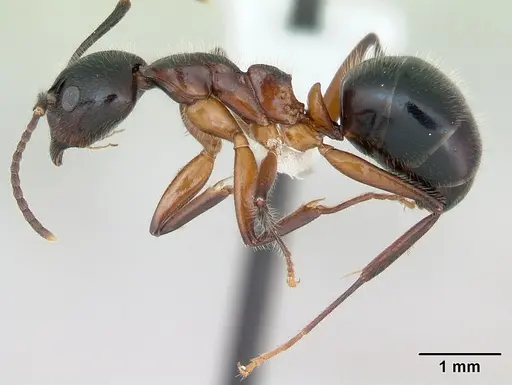 Dolichoderus germaini specimen CASENT0173836 image casent0173836_3