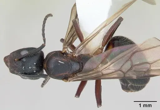Dolichoderus germaini specimen CASENT0173837 image casent0173837_1