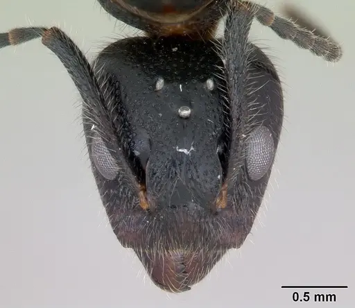 Dolichoderus germaini specimen CASENT0173837 image casent0173837_2