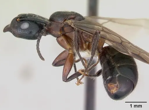 Dolichoderus germaini specimen CASENT0173837 image casent0173837_3