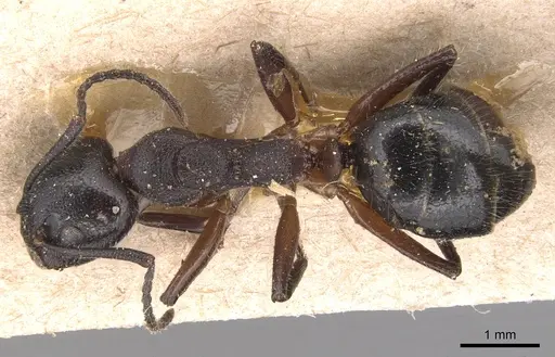 Dolichoderus germaini specimen CASENT0905028 image casent0905028_1