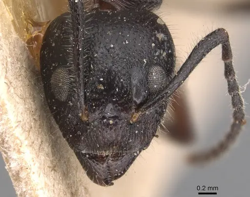 Dolichoderus germaini specimen CASENT0905028 image casent0905028_2