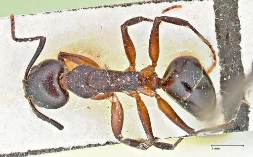 Dolichoderus germaini specimen FOCOL2784 image focol2784_1