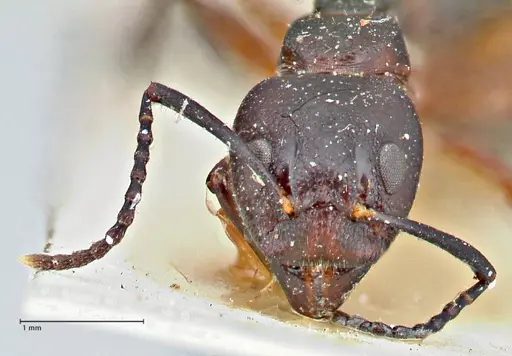 Dolichoderus germaini specimen FOCOL2784 image focol2784_2
