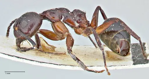 Dolichoderus germaini specimen FOCOL2784 image focol2784_3
