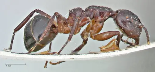Dolichoderus germaini specimen FOCOL2784 image focol2784_4