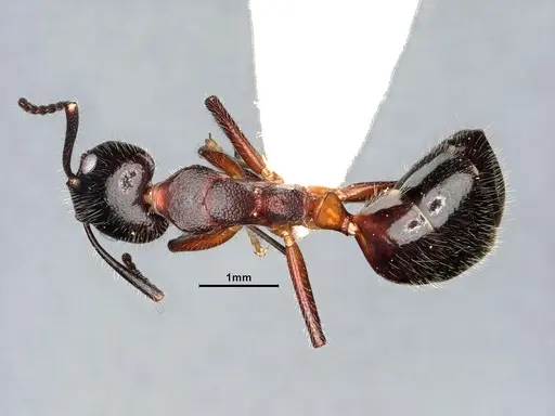 Dolichoderus germaini specimen MHNGENTO0248801 image mhngento0248801_1