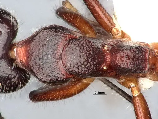 Dolichoderus germaini specimen MHNGENTO0248801 image mhngento0248801_2