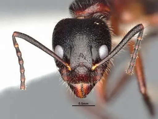 Dolichoderus germaini specimen MHNGENTO0248801 image mhngento0248801_3