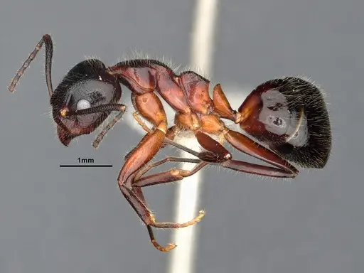 Dolichoderus germaini specimen MHNGENTO0248801 image mhngento0248801_4