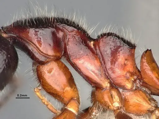 Dolichoderus germaini specimen MHNGENTO0248801 image mhngento0248801_5