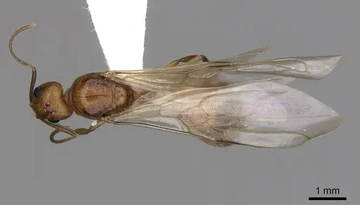 Dolichoderus ghilianii specimen CASENT0249646 image casent0249646_1