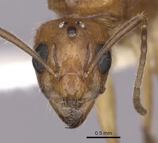 Dolichoderus ghilianii specimen CASENT0249646 image casent0249646_2