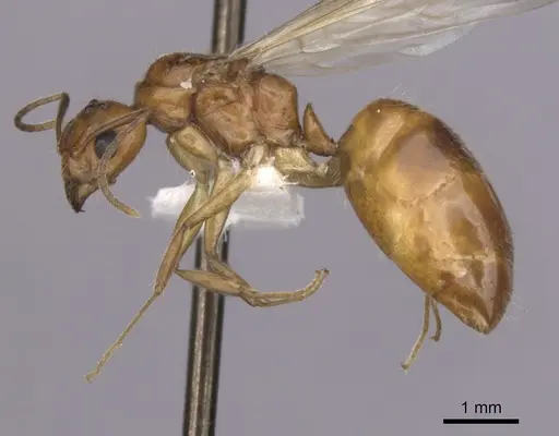 Dolichoderus ghilianii specimen CASENT0249646 image casent0249646_3