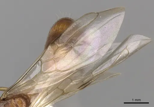 Dolichoderus ghilianii specimen CASENT0249646 image casent0249646_4
