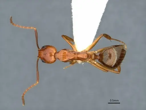 Dolichoderus ghilianii specimen CASENT0886015 image casent0886015_1