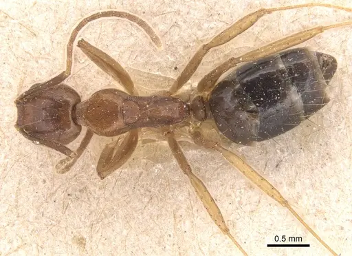 Dolichoderus ghilianii specimen CASENT0905031 image casent0905031_1