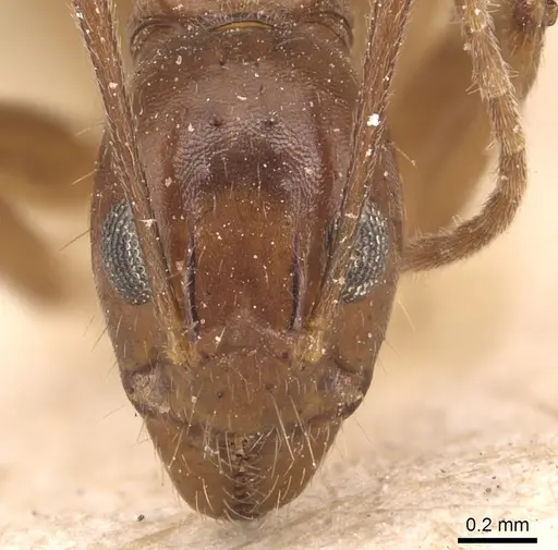 Dolichoderus ghilianii specimen CASENT0905031 image casent0905031_2