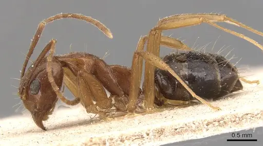 Dolichoderus ghilianii specimen CASENT0905031 image casent0905031_3