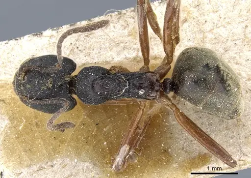 Dolichoderus gibbifer specimen CASENT0905016 image casent0905016_1