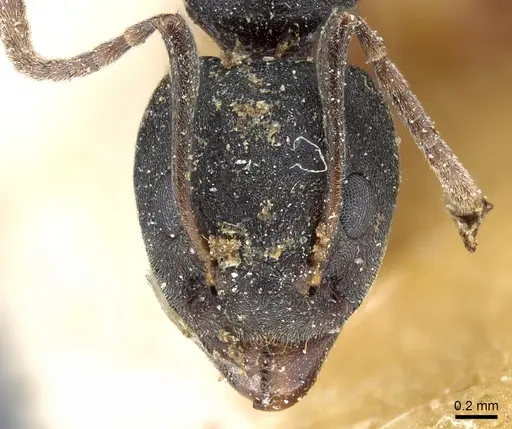 Dolichoderus gibbifer specimen CASENT0905016 image casent0905016_2