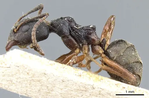 Dolichoderus gibbifer specimen CASENT0905016 image casent0905016_3