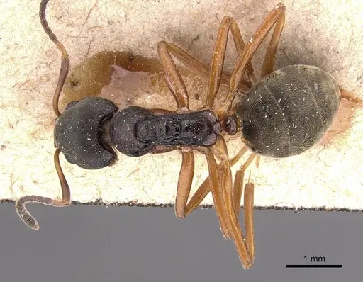 Dolichoderus gibbifer specimen CASENT0905787 image casent0905787_1