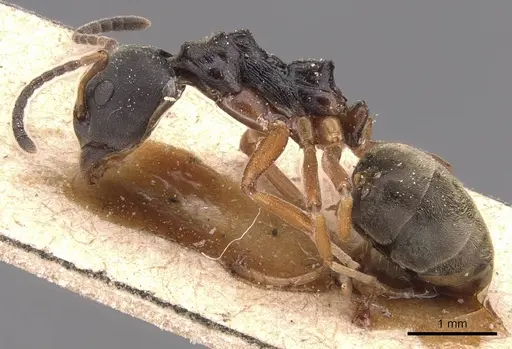 Dolichoderus gibbifer specimen CASENT0905787 image casent0905787_3