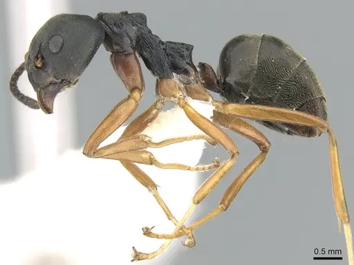 Dolichoderus gibbifer specimen CASENT0906206 image casent0906206_3